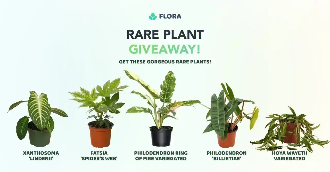 Flora Spring Rare Plant Giveaway Flora Spring Rare Plant Giveaway promotional banner with plants