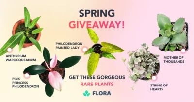 Win Rare Plants and Subscriptions with Flora · Internacional internacional